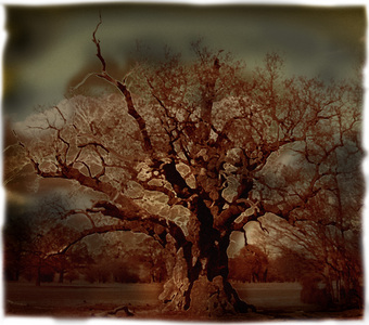 Herne's Oak at night